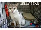 Adopt Jelly Bean (FCID# 03/19/2024 - 62 Millsboro PS ) C a Domestic Short Hair