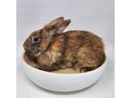 Adopt Rust a American, Bunny Rabbit