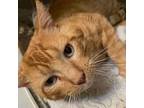 Adopt Georgie a Domestic Short Hair