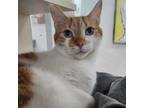 Adopt Deebo a Domestic Short Hair