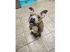 Adopt Archie a Mixed Breed