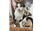 Adopt Moshi a Domestic Short Hair