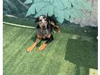 Adopt KEITH a Catahoula Leopard Dog, Mixed Breed