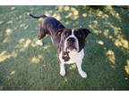 Adopt WYATT a Pit Bull Terrier