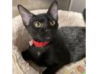 Adopt Juno a Domestic Short Hair