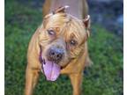 Adopt BANSHEE a Pit Bull Terrier, Mixed Breed