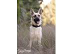 Adopt Puppy Zeus a German Shepherd Dog