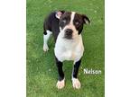 Adopt NELSON a Pit Bull Terrier