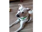 Adopt Leo a Labrador Retriever, Terrier