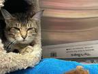 Adopt DRESDEN a Domestic Short Hair