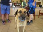 Adopt BILL a Black Mouth Cur, Mixed Breed
