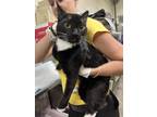 Adopt BLAKE a Domestic Short Hair