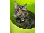 Adopt Fuzz Tail a Domestic Medium Hair