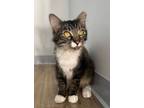 Adopt Dingo a Domestic Medium Hair