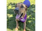 Adopt Reef a Hound, Mixed Breed