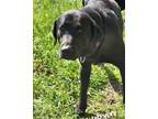 Adopt Suki (Urgent) a Labrador Retriever