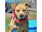 Adopt TOMMY BAHAMA a Pit Bull Terrier