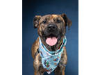 Adopt GRIZZLY a Pit Bull Terrier, Mixed Breed