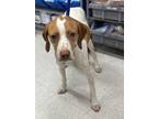 Adopt Red a English Pointer