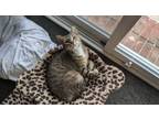 Adopt Cooper a Domestic Short Hair