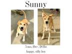 Adopt Sunny a Mixed Breed