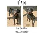 Adopt Cain a Rottweiler