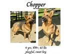 Adopt Chopper a German Shepherd Dog