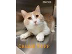 Adopt Cream Puff a Domestic Short Hair