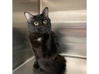 Adopt Paw Revere a Domestic Long Hair