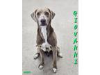 Adopt Giovanni a Weimaraner, Labrador Retriever