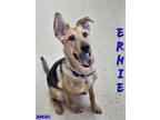 Adopt Ernie a German Shepherd Dog