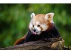 Help Red Panda by Buying Printed Mugs & T Shirts