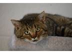 Adopt Winchester a Tabby