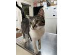 Adopt Pibb a Domestic Short Hair