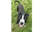 Adopt Elwood a Pit Bull Terrier, Mixed Breed