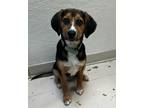 Adopt Sammy Hagar a Mixed Breed