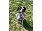 Adopt Grape Crush a Bluetick Coonhound, Mixed Breed