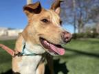 Adopt Bean a Mixed Breed