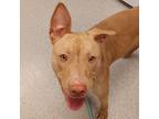 Adopt River a Terrier, American Staffordshire Terrier