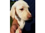 Gorgeous green eyed yellow labrador