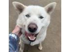 Adopt Winter a Husky