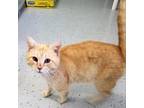 Adopt Norman a Domestic Short Hair