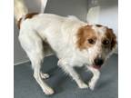 Adopt Kai a Border Collie, English Setter