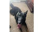 Adopt Jethro Waiting List 377 a German Shepherd Dog
