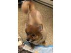 Adopt Reese a Pomeranian