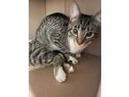 Adopt Byron a Domestic Short Hair