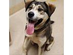 Adopt Rocky a Siberian Husky, Labrador Retriever