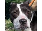 Adopt Lennon a Pit Bull Terrier