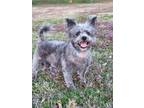 Adopt Murphy a Schnauzer, Poodle