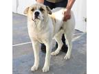 Adopt Jimmy! a Great Pyrenees